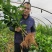 福建平和琯溪蜜柚苗三红蜜柚苗红心蜜柚苗【无核大红肉】