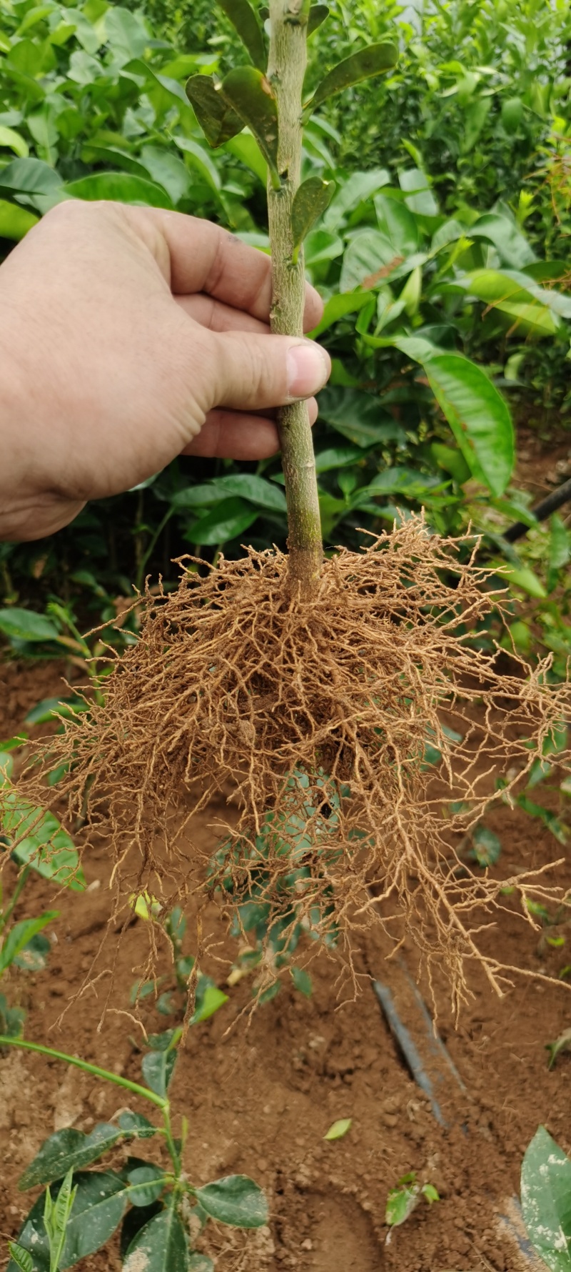 福建平和琯溪蜜柚苗三红蜜柚苗红心蜜柚苗【无核大红肉】