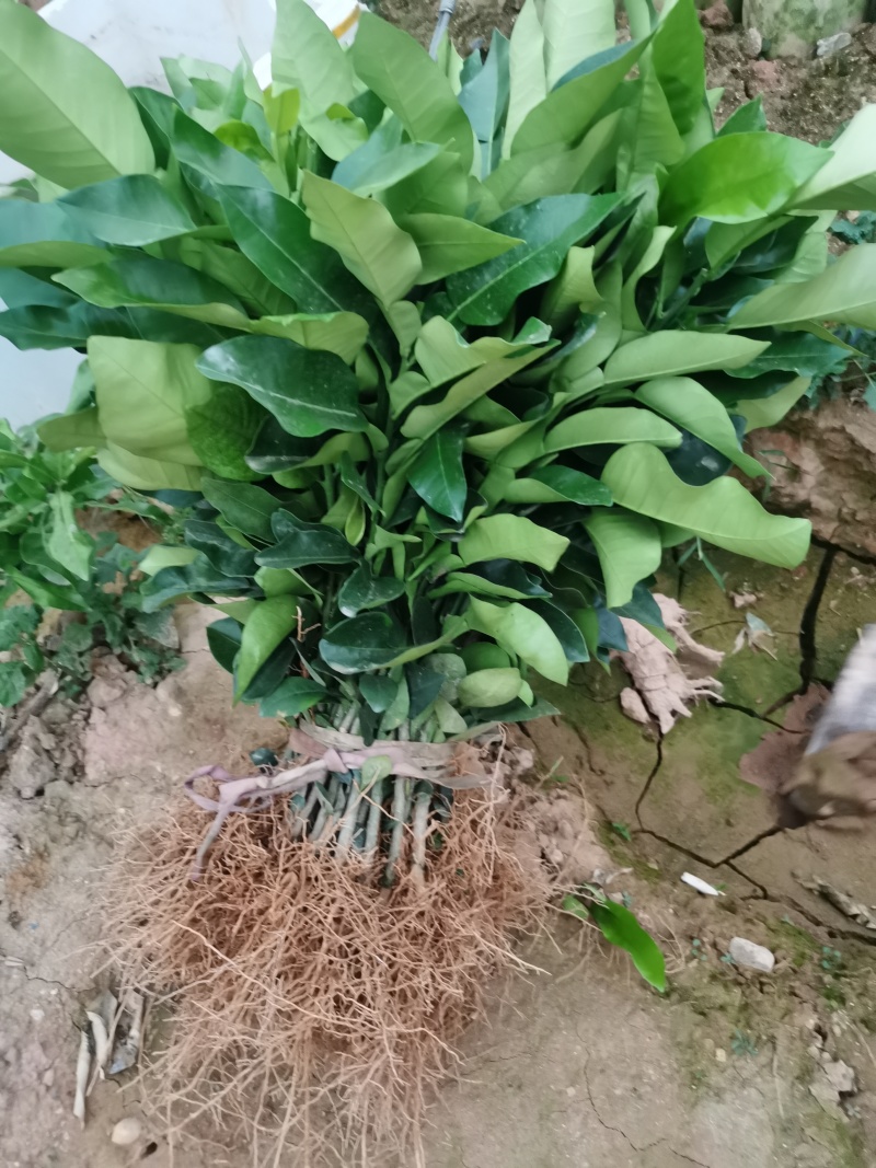 福建平和琯溪蜜柚苗三红蜜柚苗红心蜜柚苗【无核大红肉】
