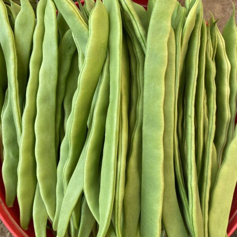 塞北青峰四扁架豆种子早熟蔓生扁平顺直纤维少不易老化春秋种