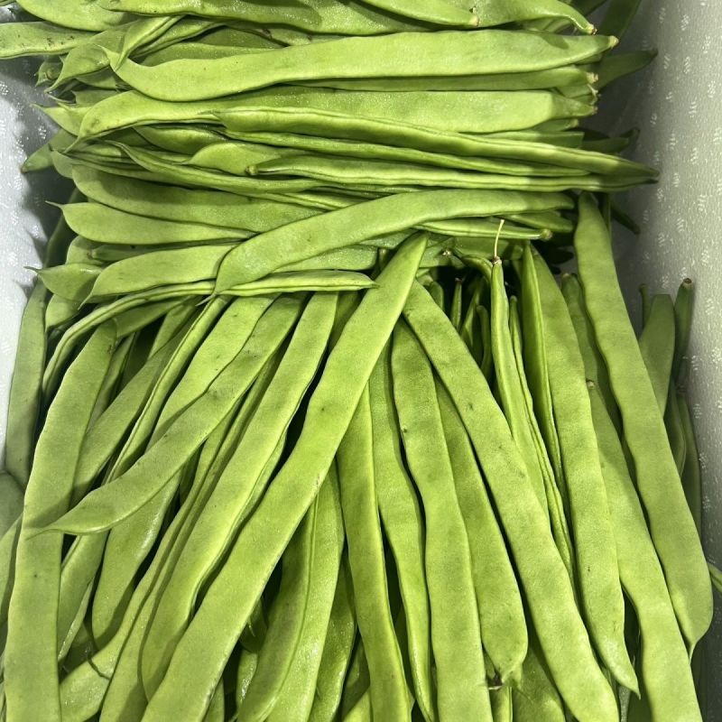 塞北青峰四扁架豆种子早熟蔓生扁平顺直纤维少不易老化春秋种