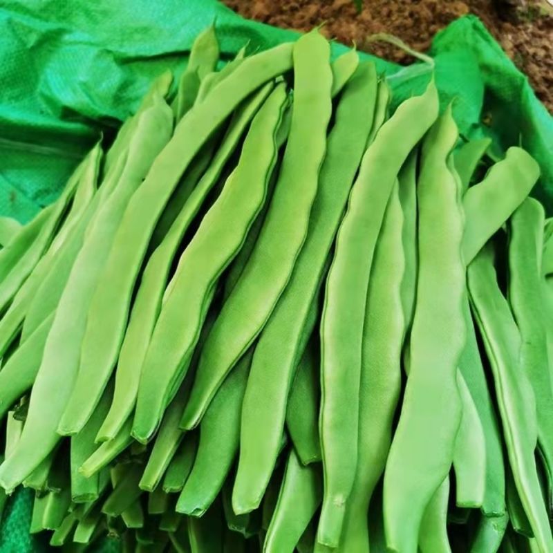塞北青峰四扁架豆种子早熟蔓生扁平顺直纤维少不易老化春秋种
