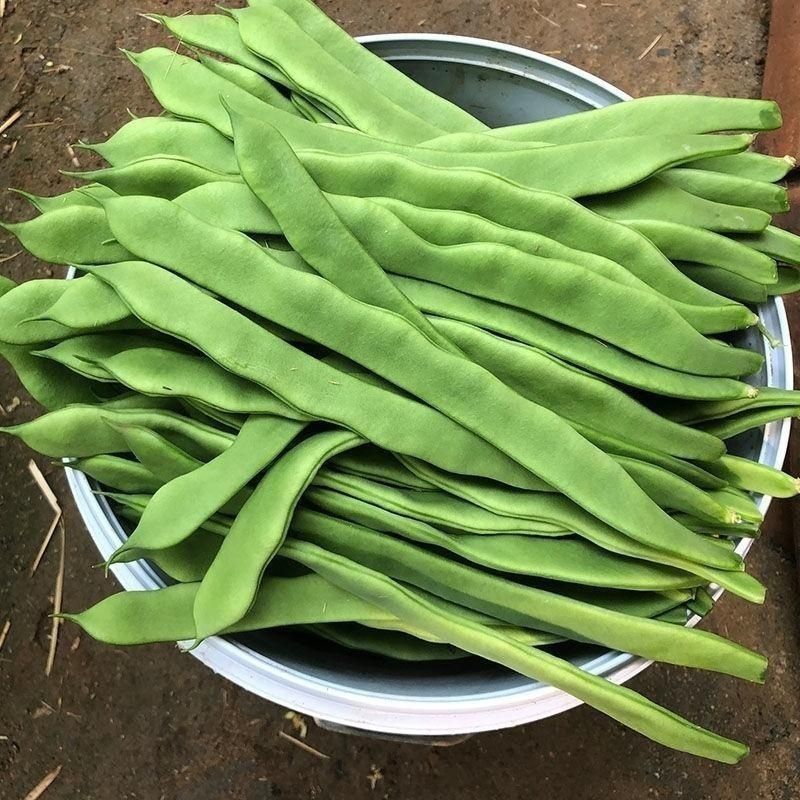 塞北青峰四扁架豆种子早熟蔓生扁平顺直纤维少不易老化春秋种