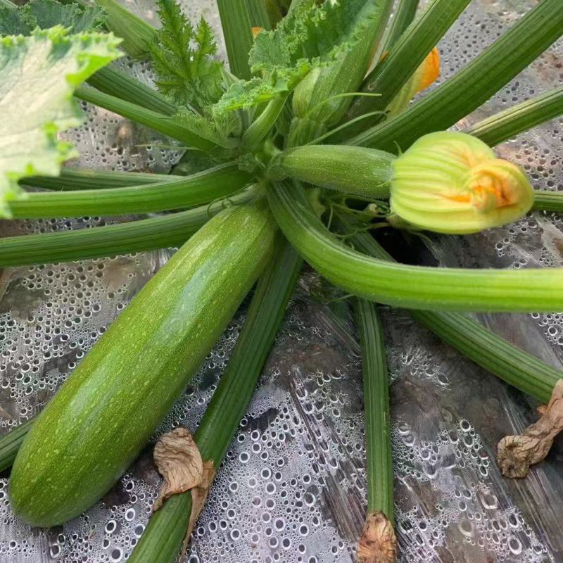 绿盛西葫芦种子杂交早熟高产抗病耐热耐寒春秋播