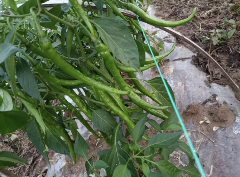 广东徐闻县新苗线椒万亩产地大量供应各种规格欢迎看货