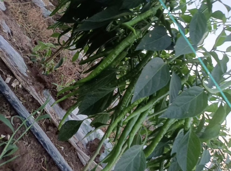 广东徐闻县新苗线椒万亩产地大量供应各种规格欢迎看货