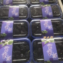 桑椹果