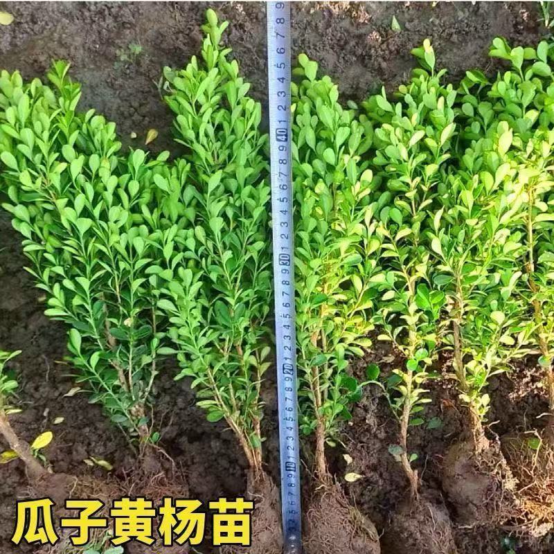 瓜子黄杨，瓜子黄杨，瓜子黄杨工程绿化苗木批发