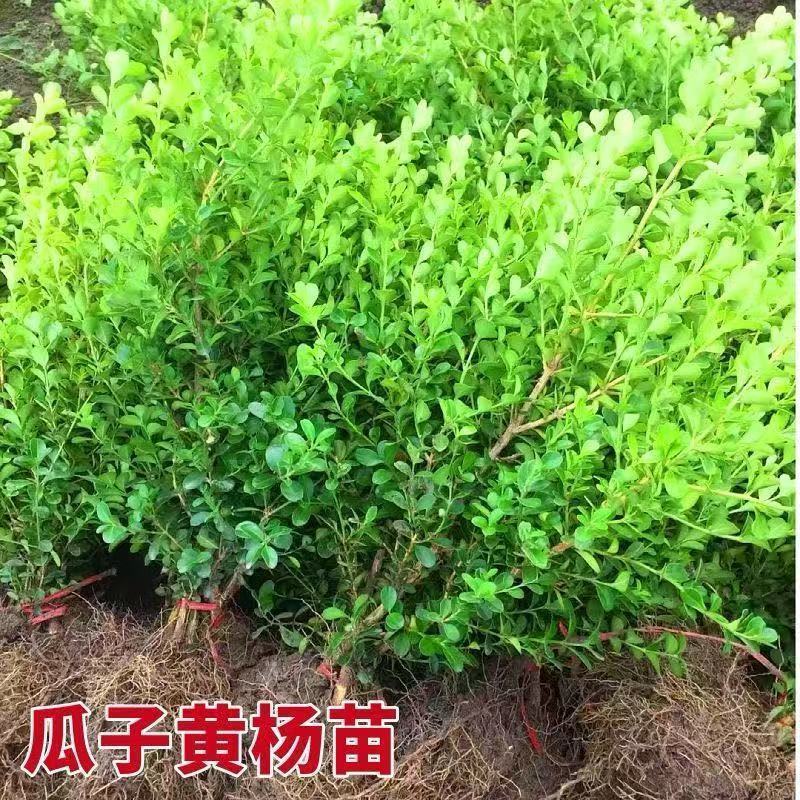 瓜子黄杨，瓜子黄杨，瓜子黄杨工程绿化苗木批发