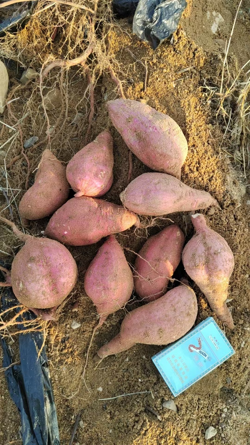 胜利百号面香甜