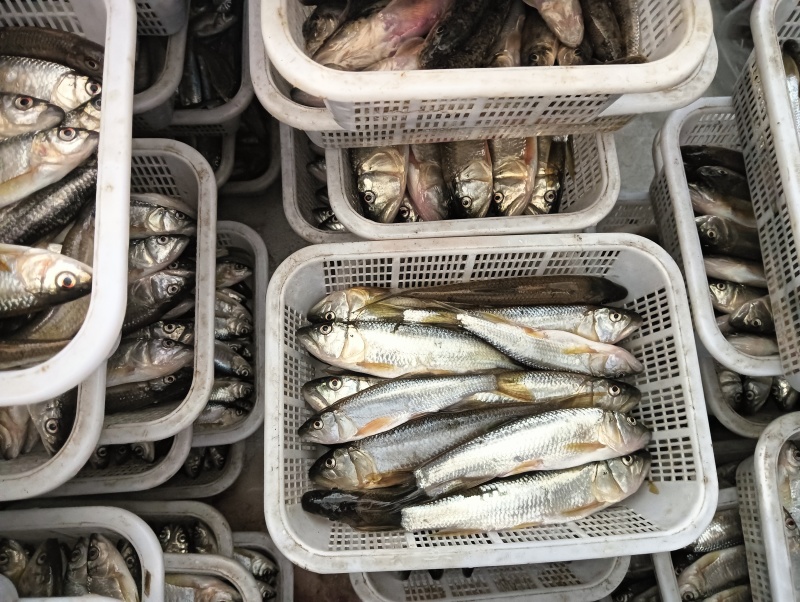 大嘴马口