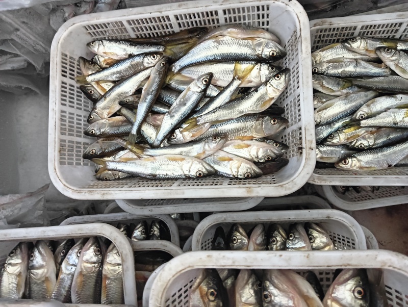 大嘴马口