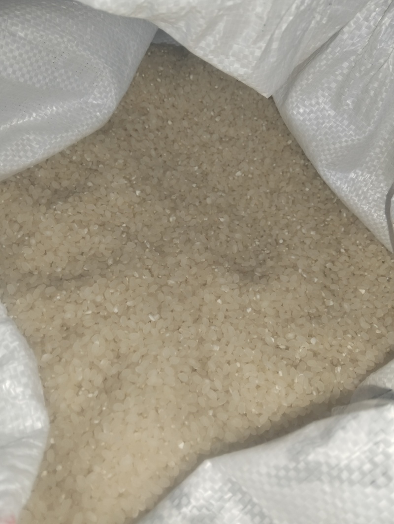 自家农场种植水稻9308香米