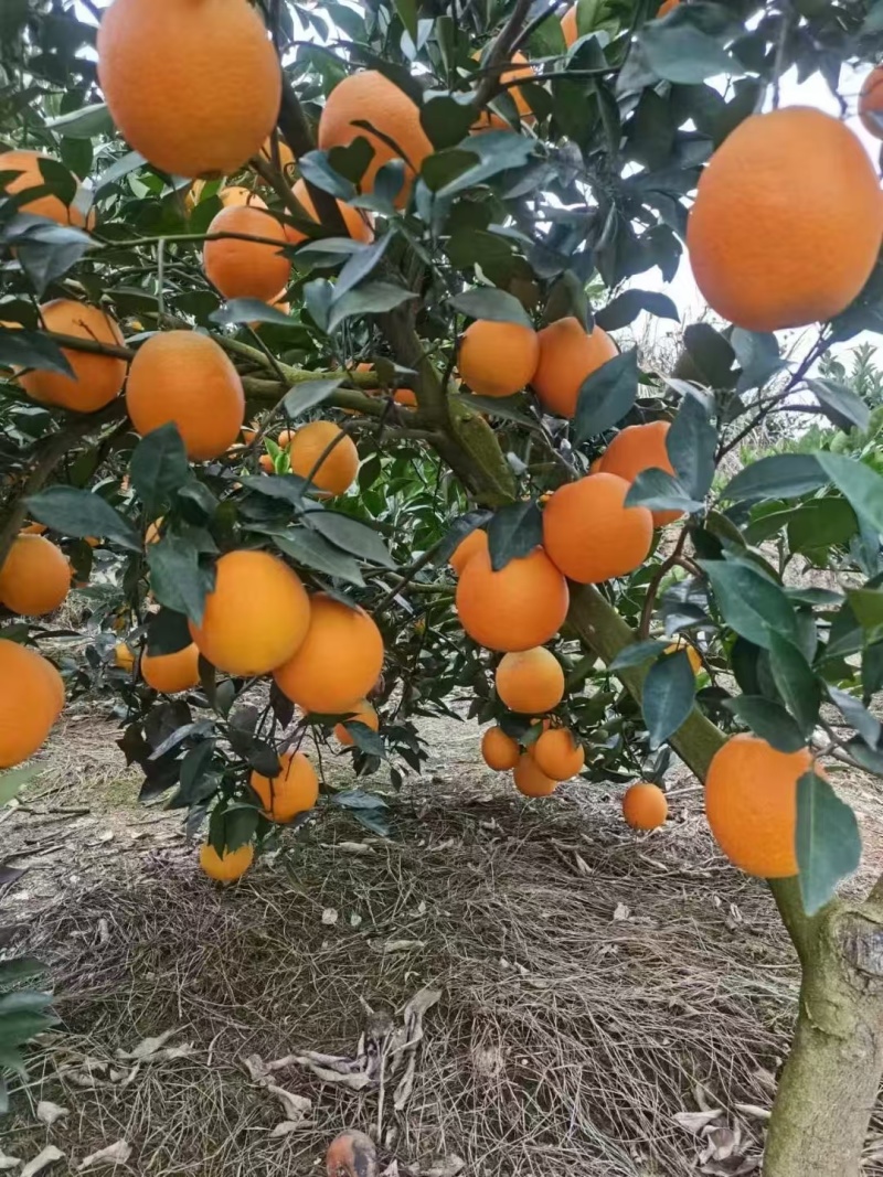 大量供货中