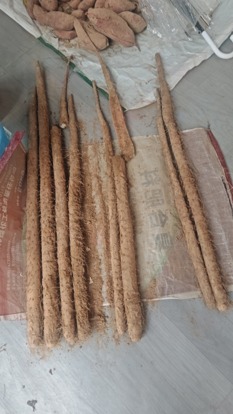 河北大名白玉山药长条，精选二路山药，无裂口条形好，