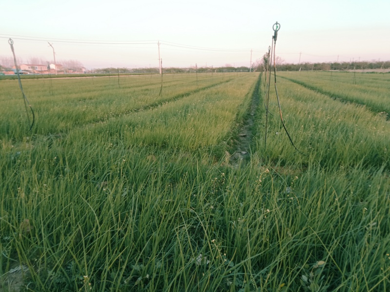 万亩洋葱苗育苗基地“白露”后育苗，可以提供种植技术。