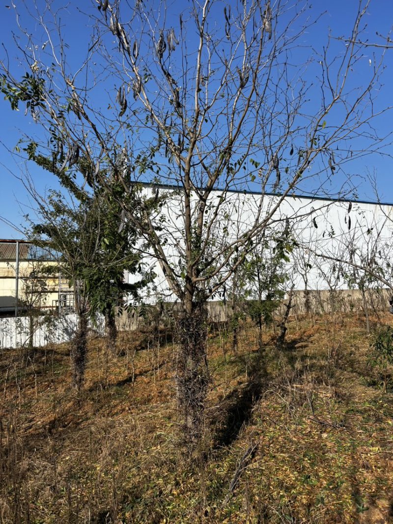 皂角树绿化占地清地价