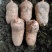 贵州高山天麻
