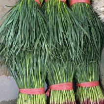 云南红根蒜苗大量上市！叶面清秀蒜苗产地直发