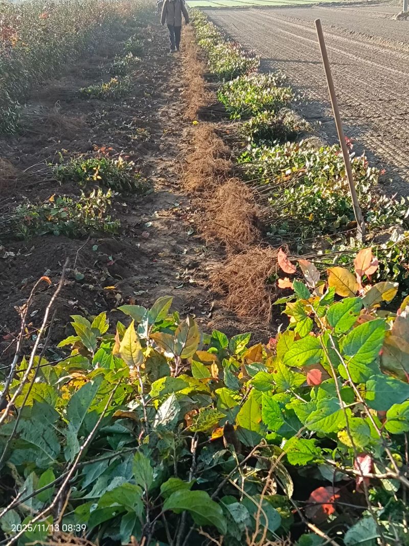 【热卖推荐】八棱海棠苗实生苗基地直销量大质优价格优惠