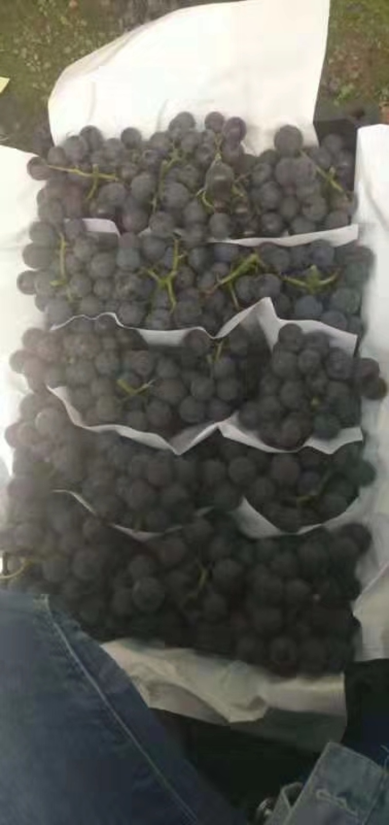 巨峰葡萄阳光玫瑰葡萄大量现货茉莉香提