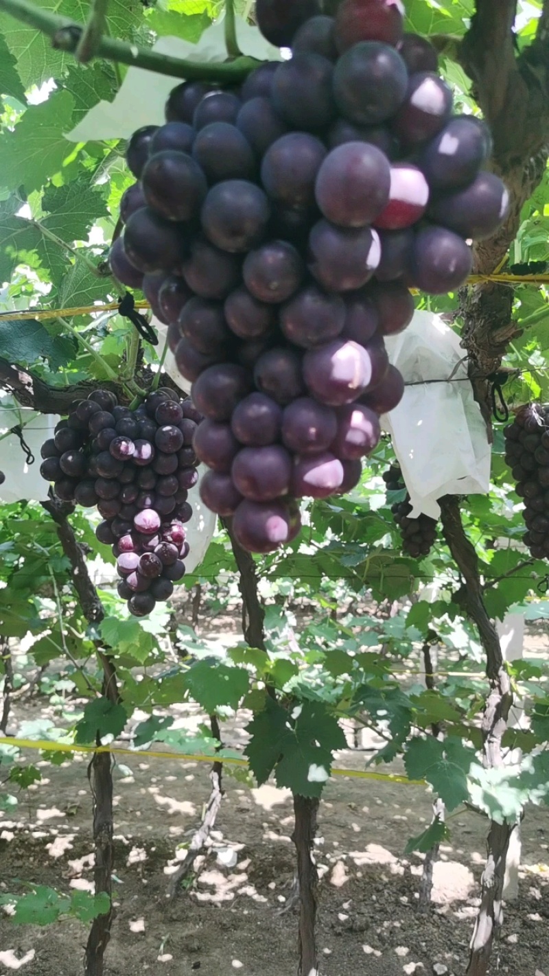 巨峰葡萄阳光玫瑰葡萄大量现货茉莉香提