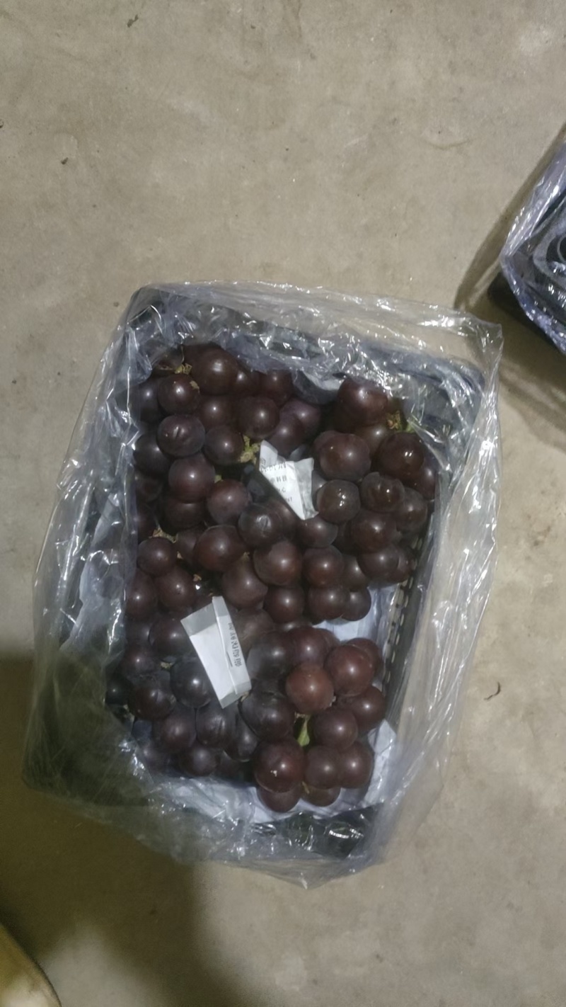 巨峰葡萄阳光玫瑰葡萄大量现货茉莉香提