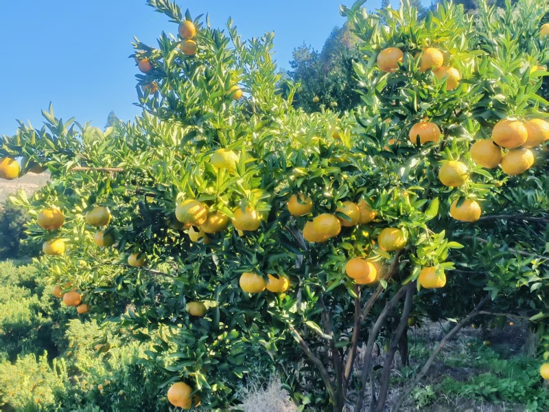 永春芦柑，特大果批发，零售。