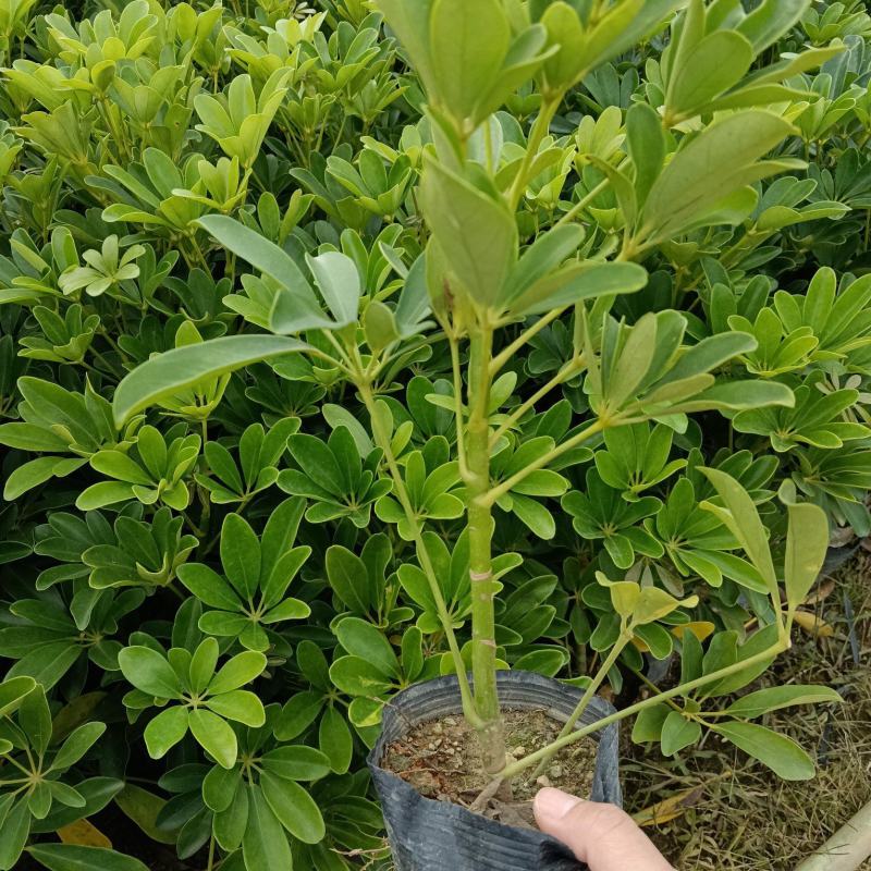 鸭脚木