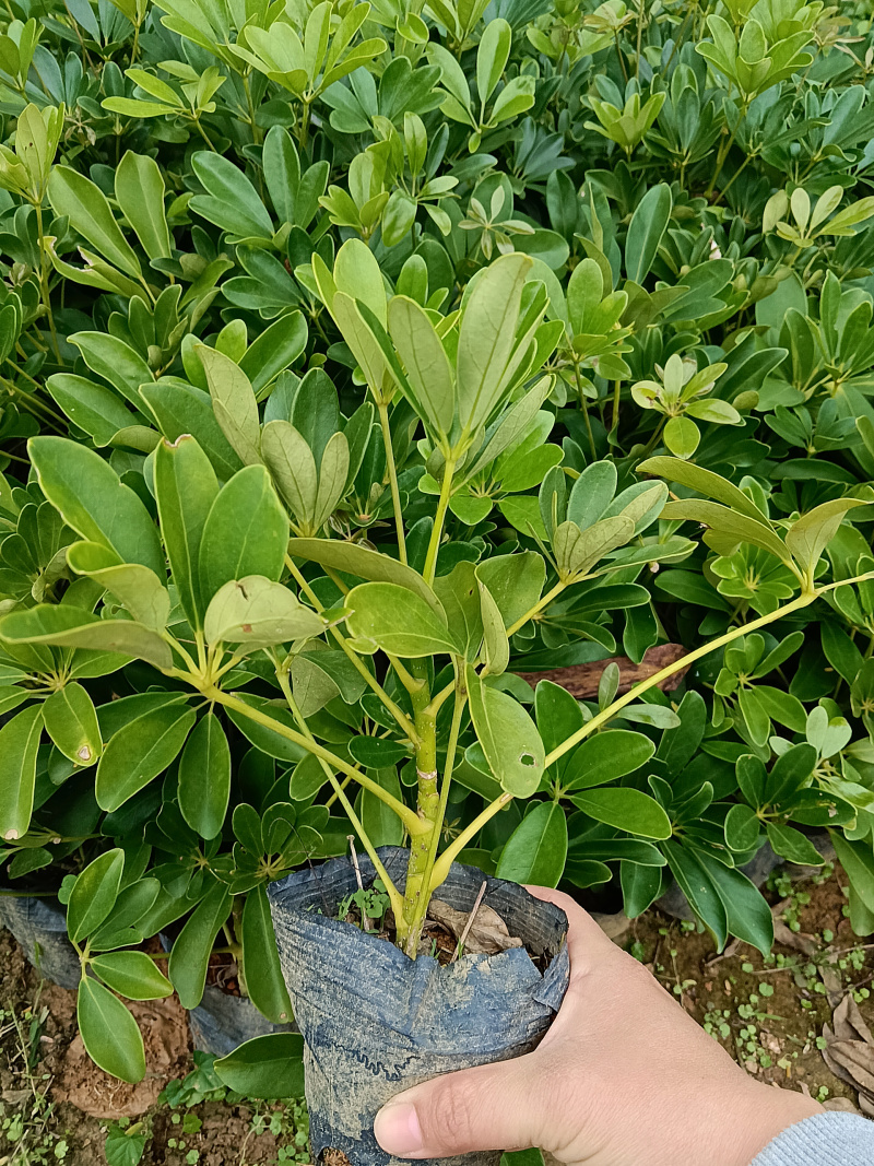 鸭脚木