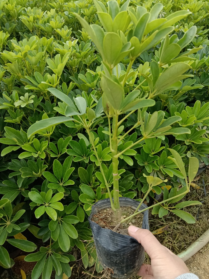 鸭脚木