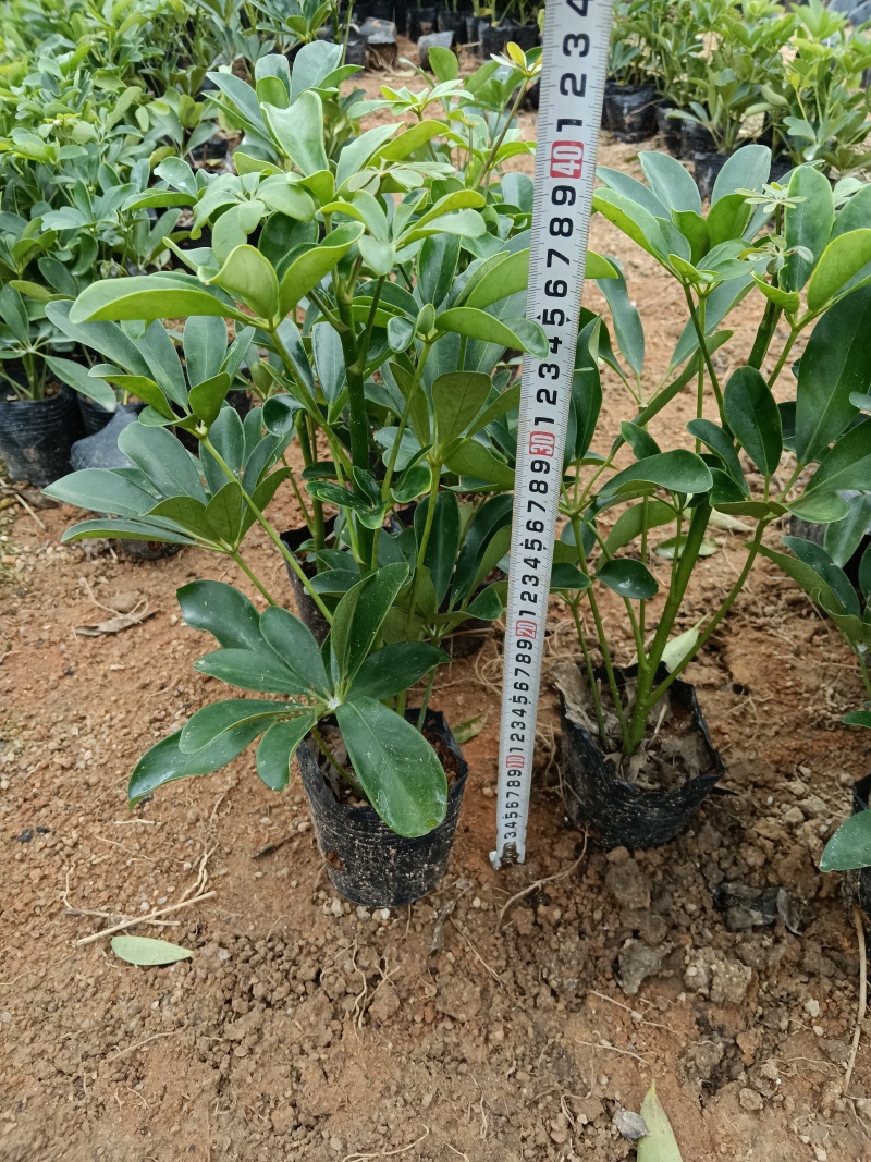鸭脚木