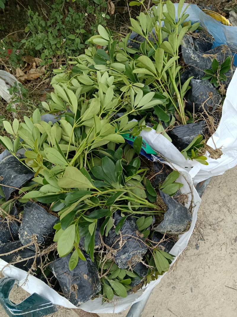 鸭脚木