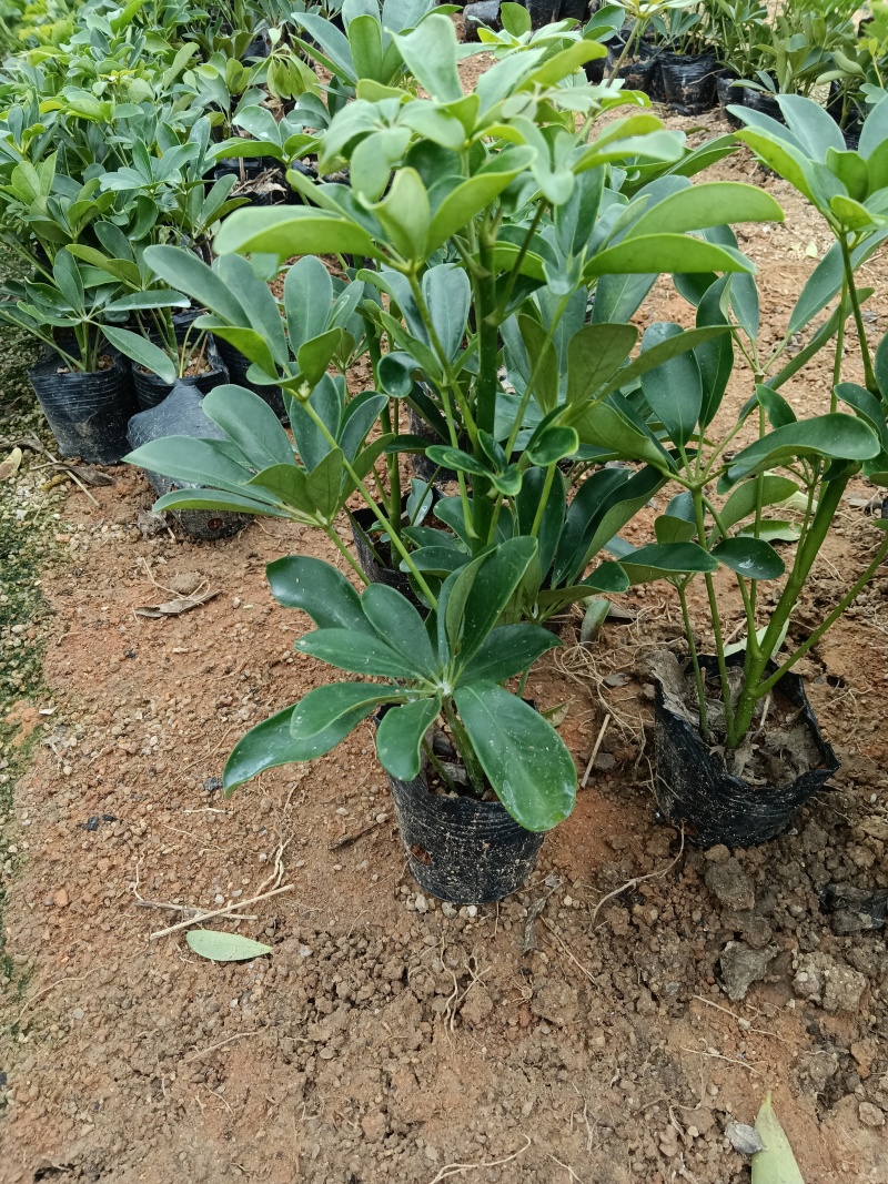 鸭脚木