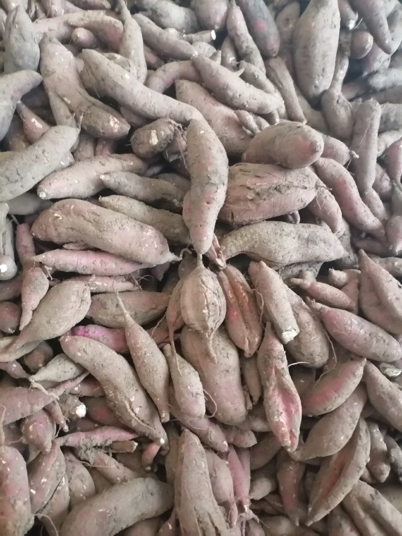 商薯19