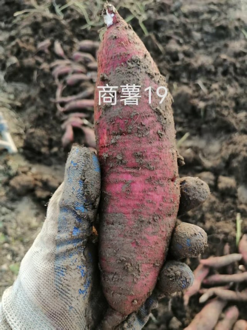 商薯19