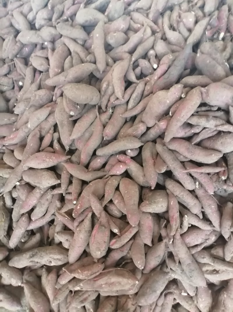 商薯19