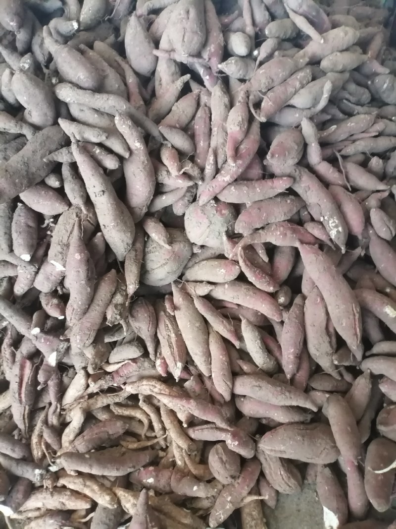 商薯19