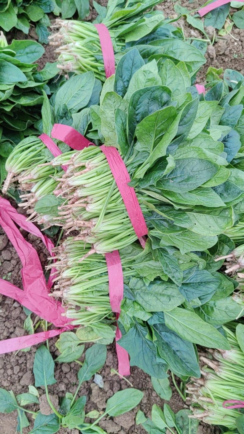 精品菠菜。
