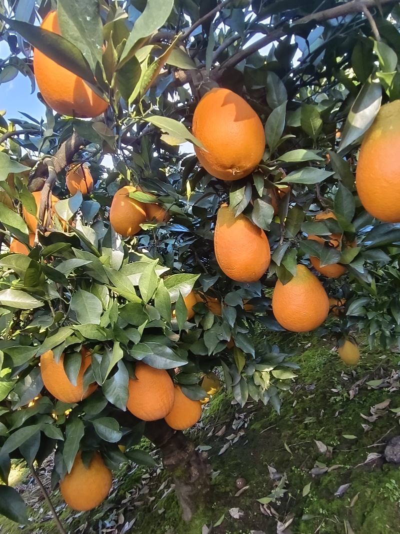 秭归脐橙长虹