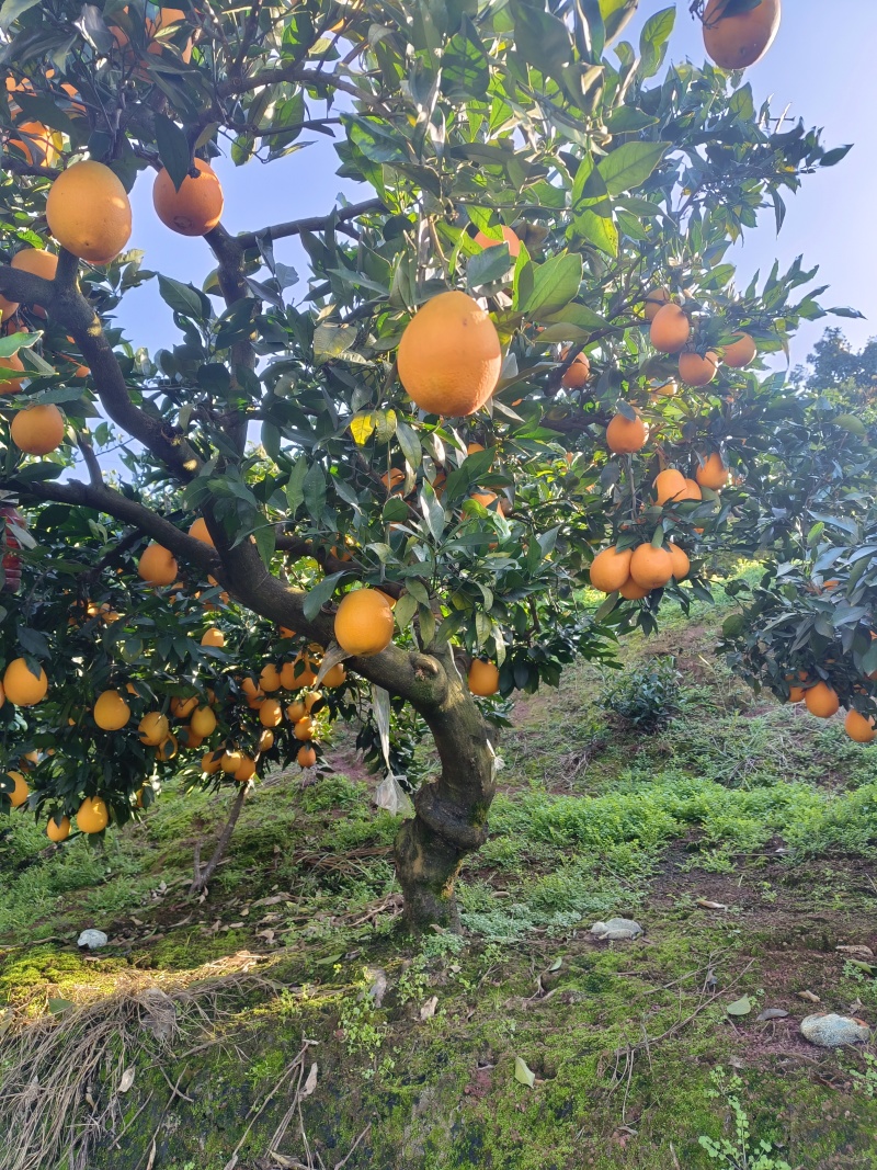 秭归脐橙长虹