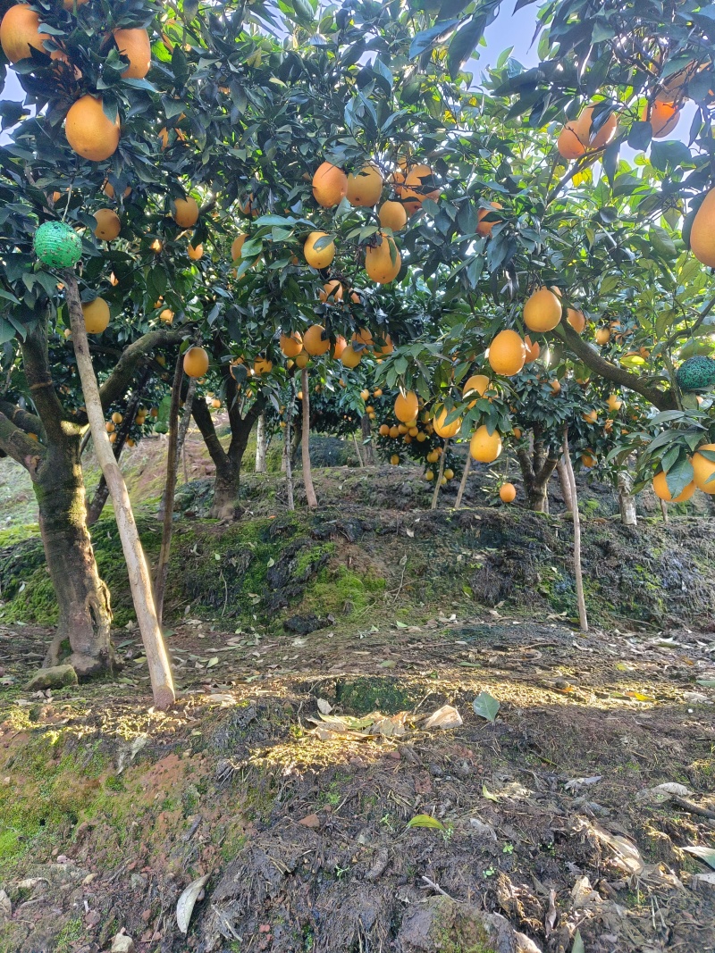 秭归脐橙长虹