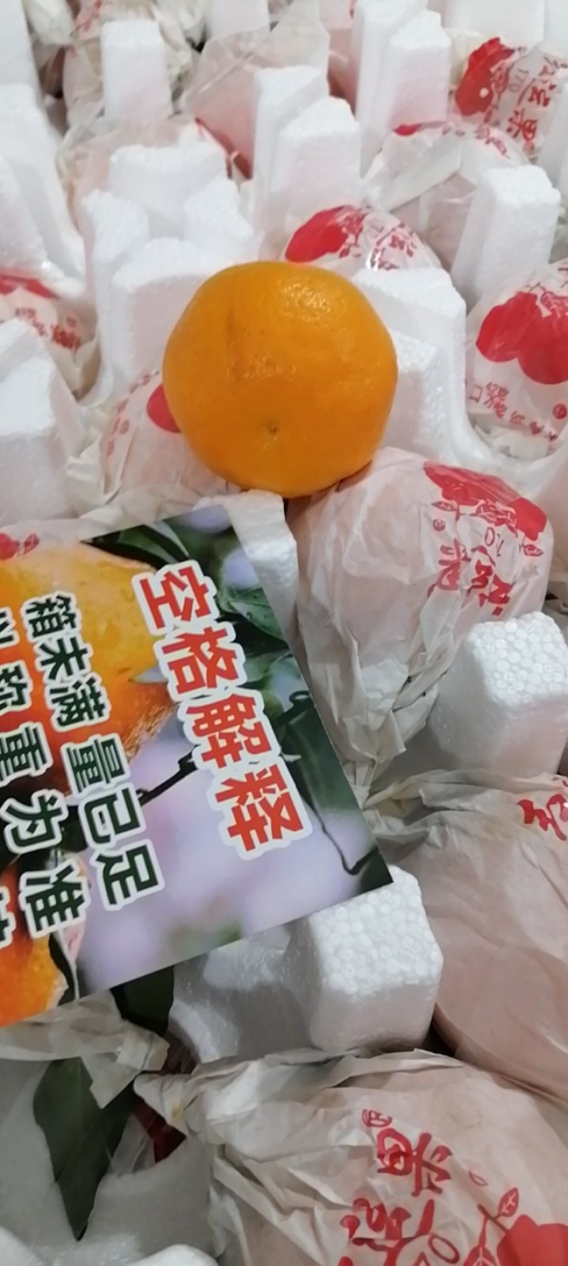 【一件代发】四川眉山春见耙耙柑愍愍甜当天采摘发货开票服务