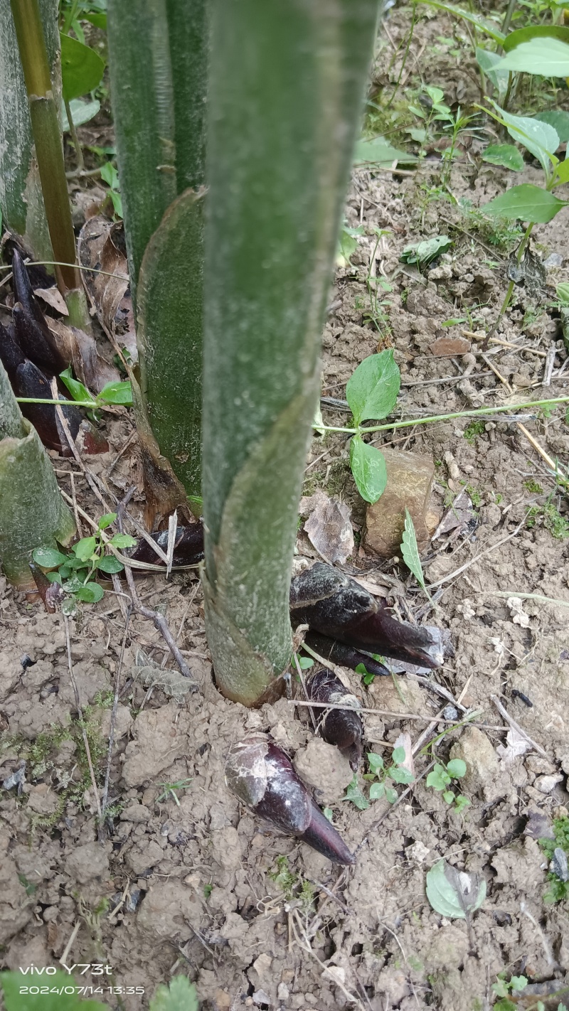 大量种植