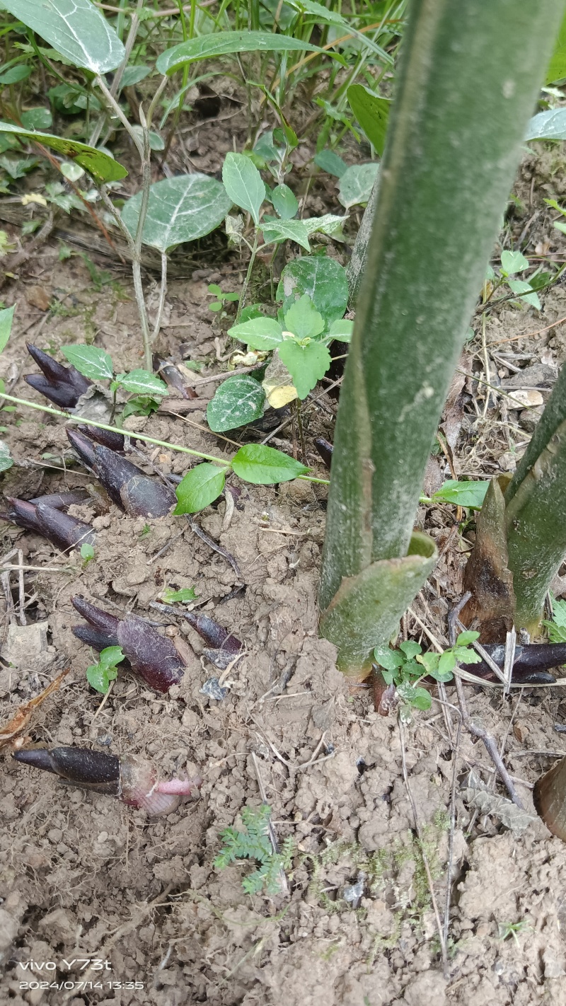 大量种植