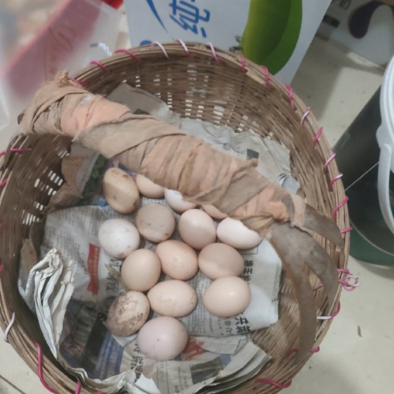 农村土鸡蛋