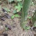 大量种植