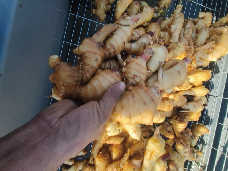生姜批发零售