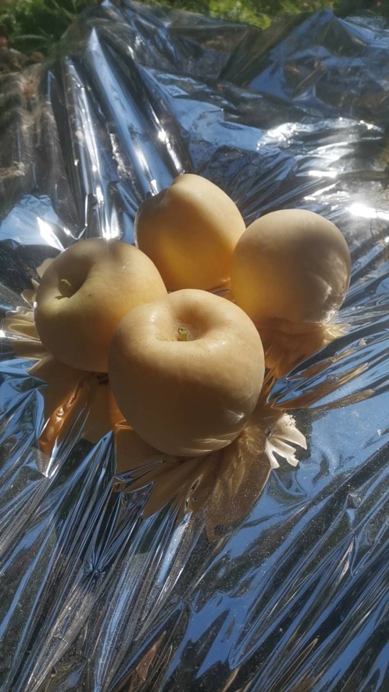 维纳斯苹果