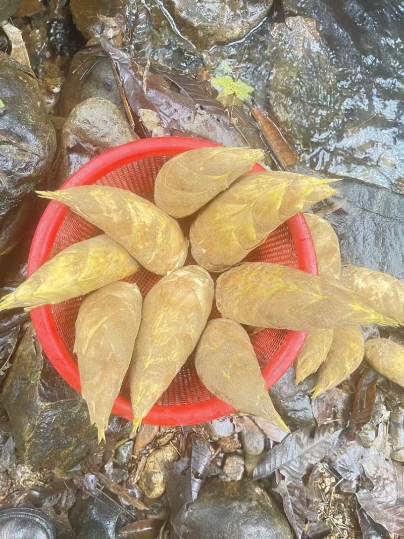 优质桂林冬笋基地直发肉质厚味道鲜可视频看货量大从优
